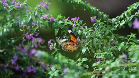 花上的一只蝴蝶蝴蝶在觅食视频的预览图
