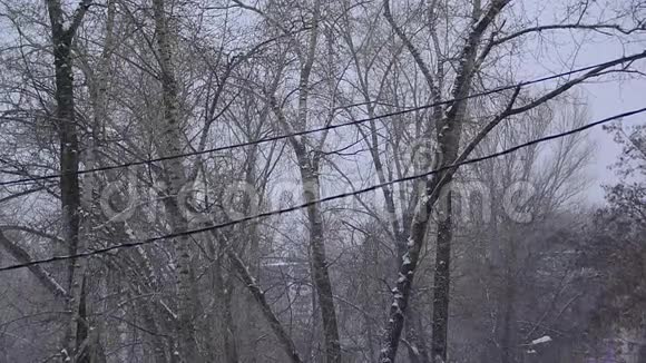 冬天的树它的雪视频的预览图