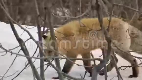 冬天走在森林里的野生红狐狸视频的预览图