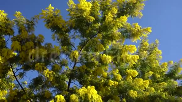含羞草树黄色盛开视频的预览图
