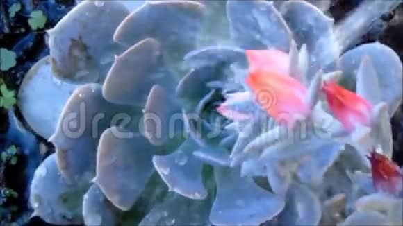 多汁植物粉红色花浇水紫薇视频的预览图