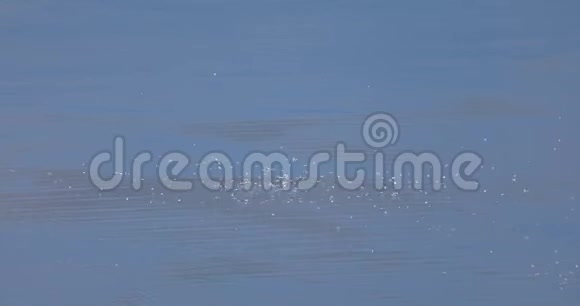 一群海鸥在海上飞翔视频的预览图