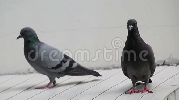 两只鸽子在屋顶上视频的预览图