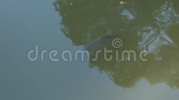 鲤鱼在水下潜水视频的预览图
