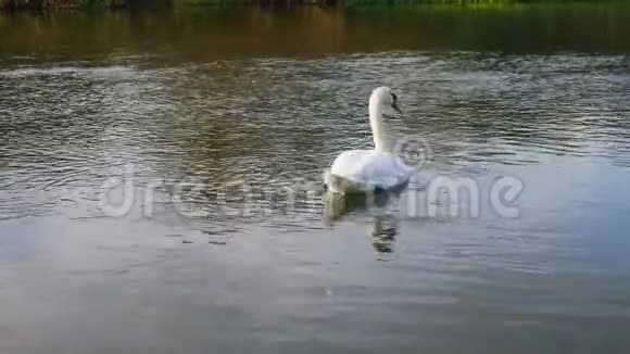 两只天鹅漂浮在水中视频的预览图