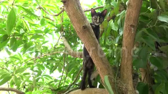猫在树上爬视频的预览图