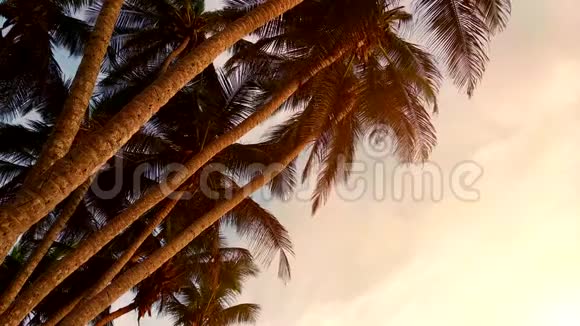 傍晚夕阳下的棕榈树视频的预览图