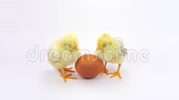 两只困鸡和鸡蛋视频的预览图