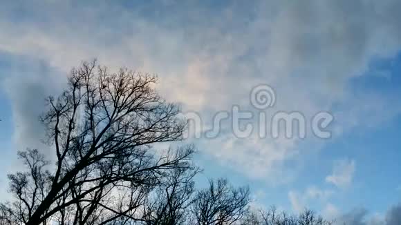 风中的树视频的预览图