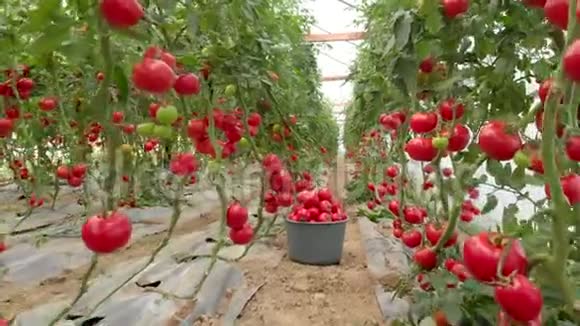 番茄植物在温室里视频的预览图