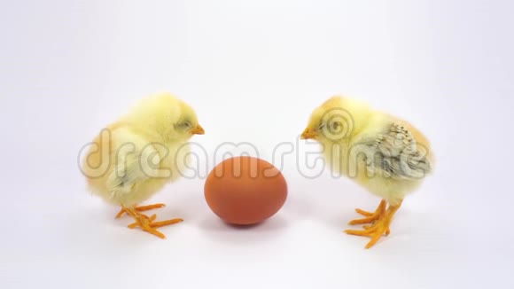 两只困鸡和鸡蛋视频的预览图