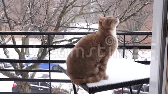一只猫坐在雪地里视频的预览图