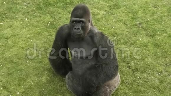 黑色大猩猩坐在草地上视频的预览图