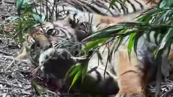 老虎幼崽视频的预览图