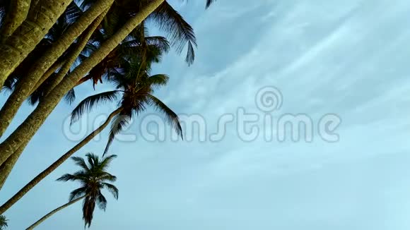 傍晚夕阳下的棕榈树视频的预览图