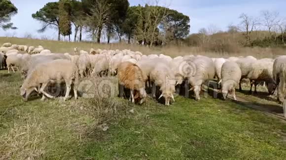 在平原上放牧的羊群视频的预览图