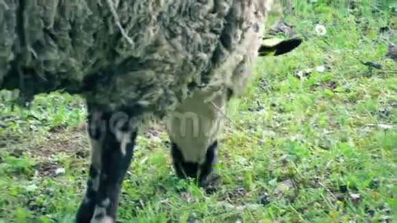 羊可以安全地谷物视频的预览图