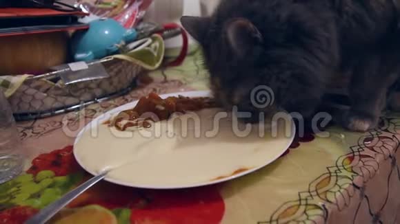 我的猫吃我的食物视频的预览图