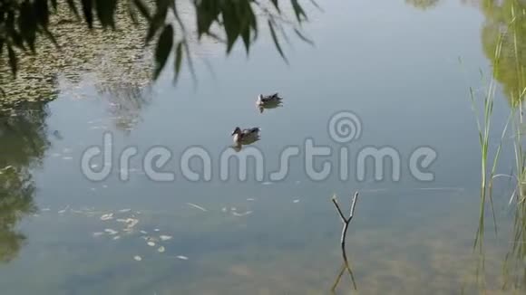 公园里湖边的鸭子视频的预览图