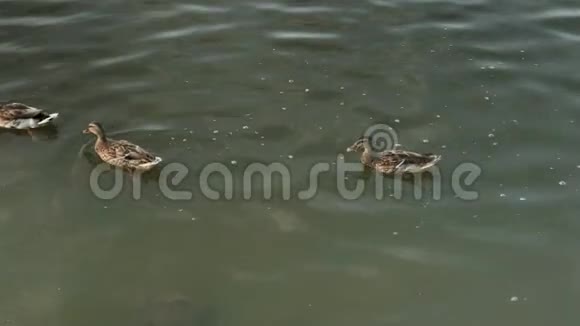 游泳池上的野鸭视频的预览图