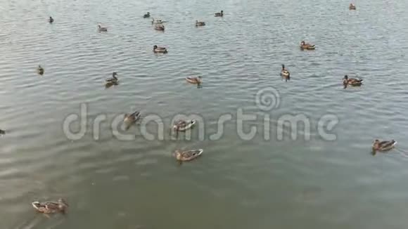 游泳池上的野鸭视频的预览图