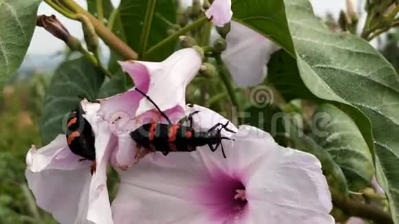 昆虫菊花吃花视频的预览图