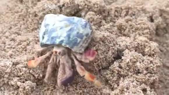 把螃蟹藏在沙滩上视频的预览图