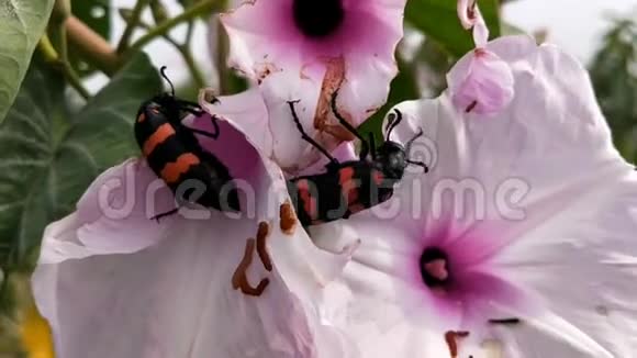 昆虫菊花吃花视频的预览图