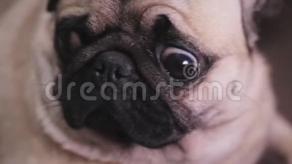一只奇怪的麻烦的狗狗的肖像视频的预览图