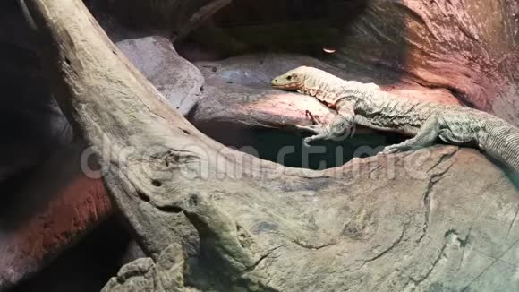 瓦兰蜥蜴在动物园里休息视频的预览图