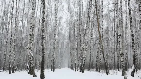 白桦林中降雪视频的预览图