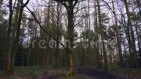 英国高大的森林树木视频的预览图
