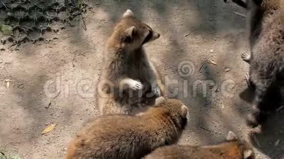 浣熊在开放动物园散步视频的预览图
