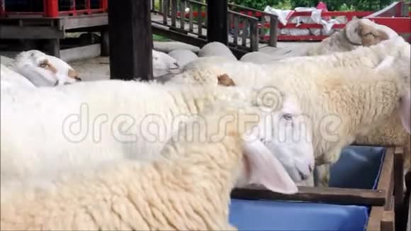 动物园里的一只羊视频的预览图