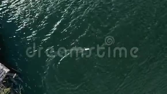 RC型摩托艇视频的预览图