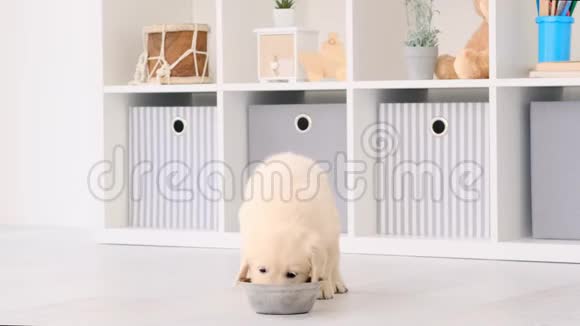 可爱的小狗从碗里吃视频的预览图