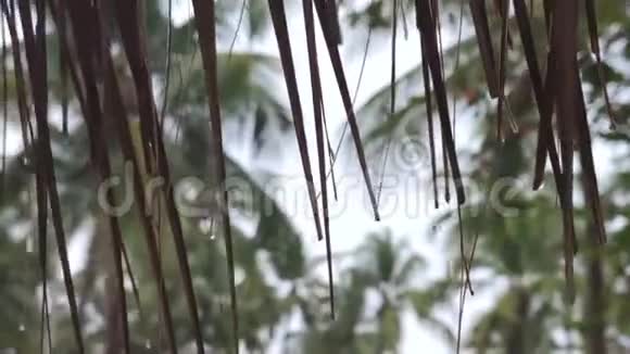 棕榈叶带雨视频的预览图