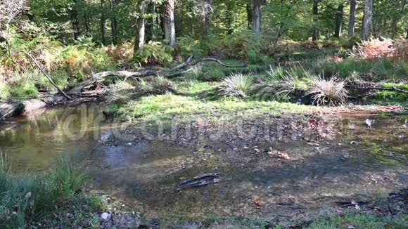 新森林里的小溪和秋天视频的预览图