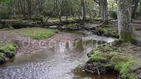 新森林里的小溪和秋天视频的预览图