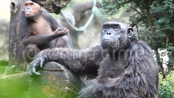 野生老黑猩猩视频的预览图