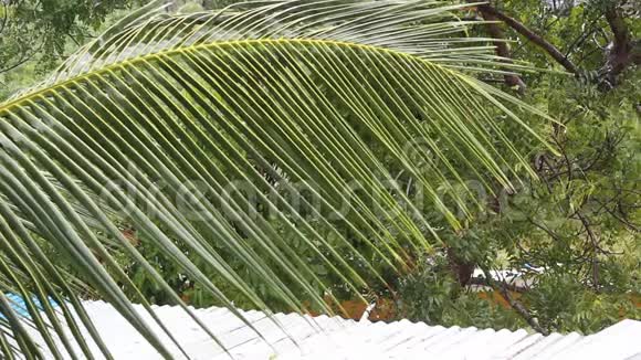 棕榈枝在雨中摇摆视频的预览图