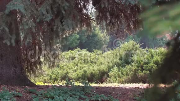 古树景观老公园视频的预览图