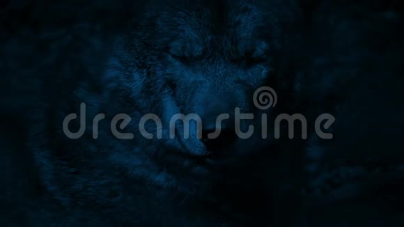 狼在黑暗中用明亮的眼睛咆哮视频的预览图