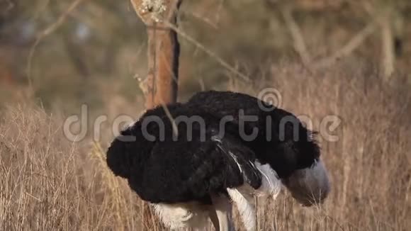 索马里鸵鸟抓伤并移动头部视频的预览图