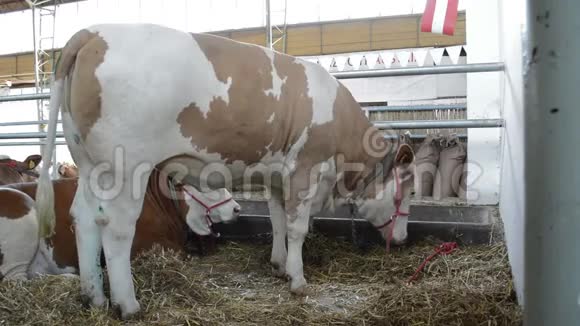 农场里的西门塔尔奶牛视频的预览图
