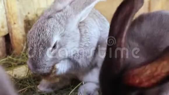 小不同颜色的兔子在笼子里他们吃新鲜的草视频的预览图