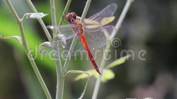 植物上的蜻蜓昆虫视频的预览图