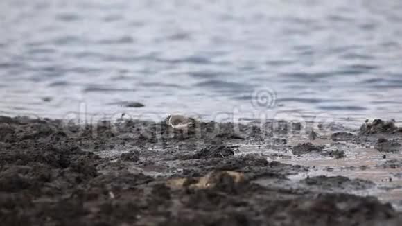 水附近的三带波罗视频的预览图