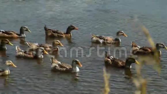 一群鸭子在游泳视频的预览图