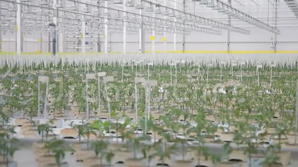 青年番茄幼苗生长在温室中以水培为手段进行农业耕作视频的预览图